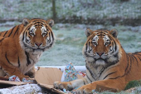 Whipsnade Zoo Tiger Brothers Tear Open Christmas Surprise Ts From