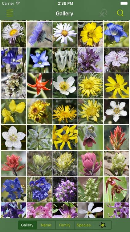 Rockies Alpineflower Finder A Field Guide To Identify The Wildflowers