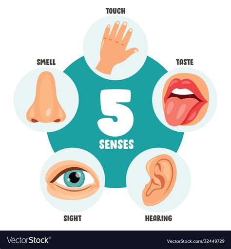 Five Senses Concept With Human Organs Download A Free Preview Or High