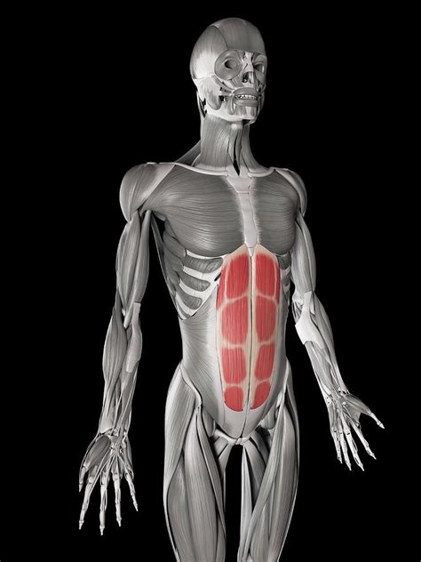 Human Abdominal Muscles Photograph By Sebastian Kaulitzki