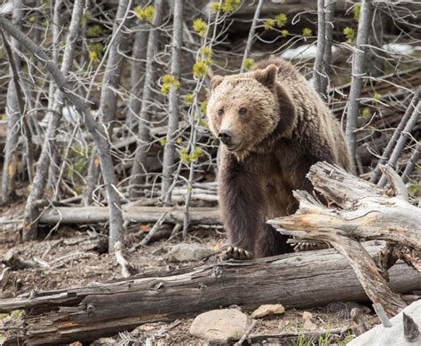 Wyoming Files Appeal Of Yellowstone Grizzly Decision Environment
