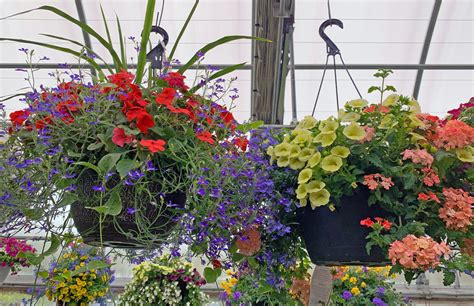 How To Keep A Hanging Basket Looking Good - Hyannis Country Garden