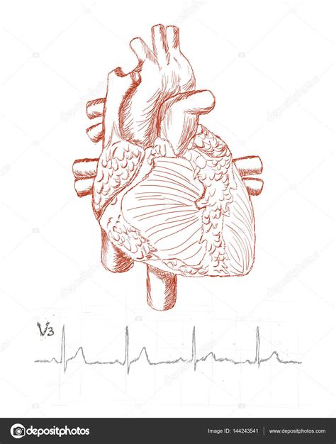 ©심장 해부학 및 스케치도 인간의 심전도 Sudok1의 144243541 스톡 일러스트레이션