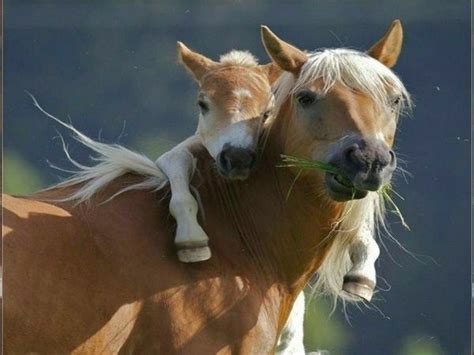 Other cute baby names might be better as nicknames for formal names—or reserved for kittens and doll babies. More than 50 super beautiful horse photographs! - Decor10 ...