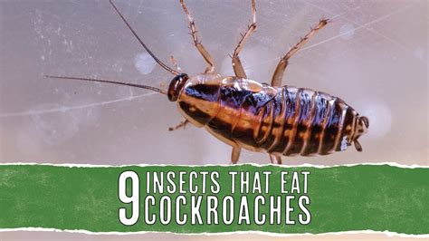 9 Insects That Eat Roaches Common Predators Pest Pointers