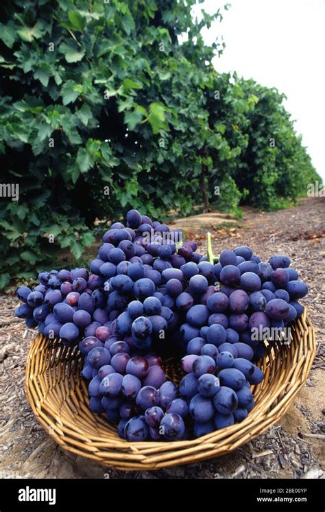 Autumn Royal Grape Stock Photo Alamy