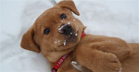 15 Puppies Seeing Snow For The First Time Will Warm Your Cold Winter