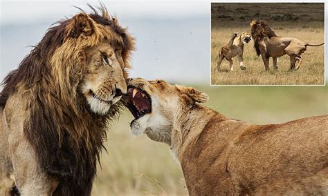 Hilarious Photos Showing Lion Lovers Tiff At Reserve In Kenya Daily