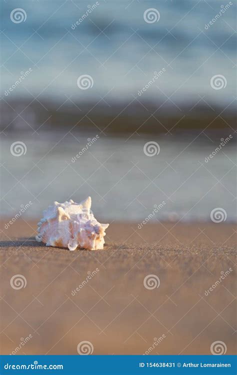 Sea Shell On Sandy Beach With Blurred Sea Water With Waves On A