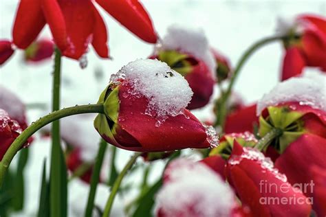 Snow On Red Tulips Photograph By Astrid And Hanns Frieder Michlerscience