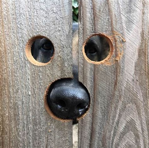 Peekaboo Holes In The Fence For Penny The Peeking Dog Dog Peeking