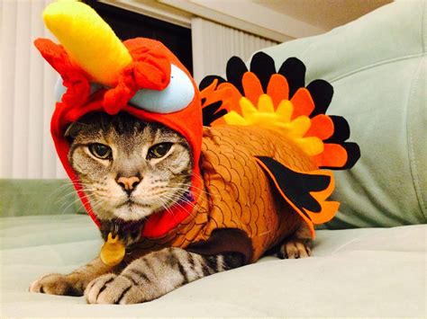 Your Daily Cute Happy Thanksgiving And Cats In Turkey Costumes
