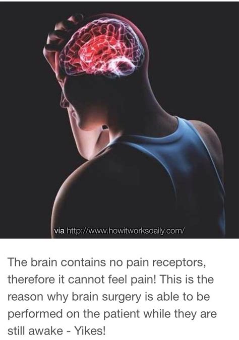 Pin On Brain Facts