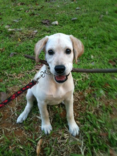 Get pet sitters, groomers or dog walkers. AdiDOGS - Singapore Pet Boarding and Walking Services
