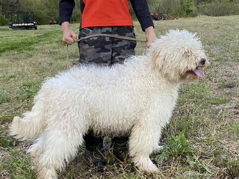 We are lagotto romagnolo enthusiasts and huge fans of this special breed. Lagotto Romagnoloo Stud For Sale - San Rocco Cane Corso ...