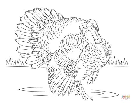 The turkey coloring pages presented here portray these birds in both cartoonish and realistic ways, offering plenty of opportunities to sharpen their coloring skills. 193 Free, Printable Turkey Coloring Pages for the Kids