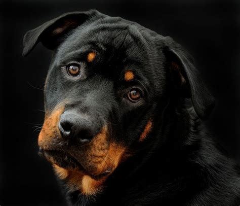 √ a separate area in your home to keep the kittens away from any other pets. #Rottweiler #DogTraining #DogBehaviorTraining # ...