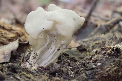 The Mushroom Foragers Of Georgia Cobb County Courier