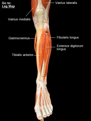 Human Leg Labeled Diagram