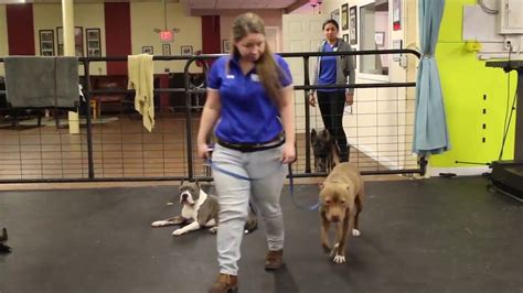 Dog Heeling Training With Drake Solid K9 Training Dog Training