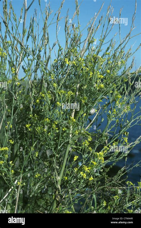 Black Mustard Brassica Nigra Brassicaceae Stock Photo Alamy