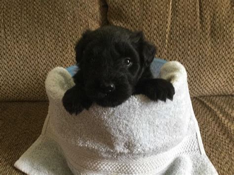 He is our smallest baby with lots of love he wants to give. Bouvier Des Flandres Puppies For Sale - AKC Marketplace