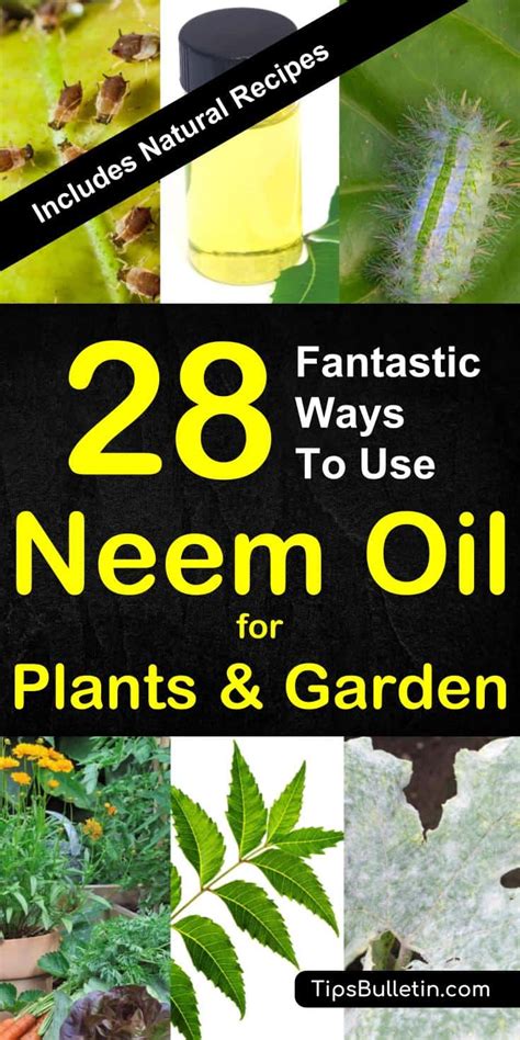 Get neem oil extract today w/ drive up or pick up. 28 Fantastic Ways to Use Neem Oil for Plants & Garden