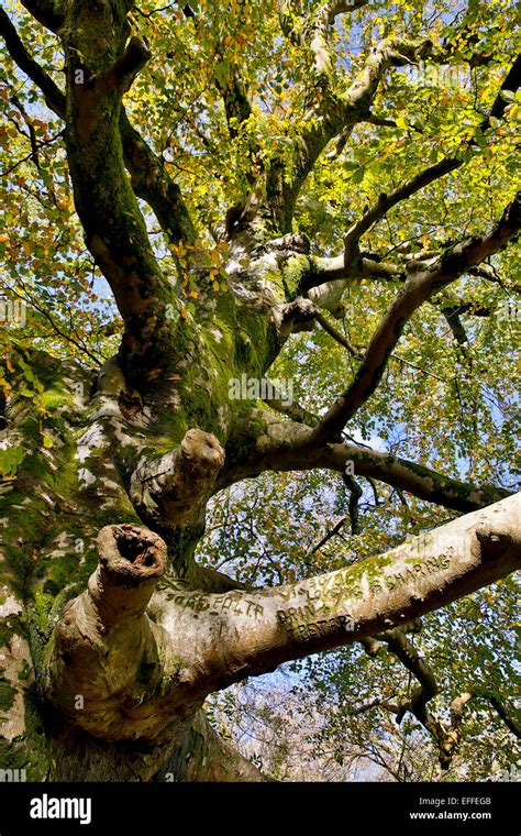 Twisted Beech Tree Fagus Sylvatica Ancient Tree Tehidy Cornwall Uk