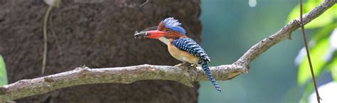 Save up to 70% on reserving hotels in hat yai, thailand. 1 Day Bird Watching Tour Package @ Khaoyai, Thailand
