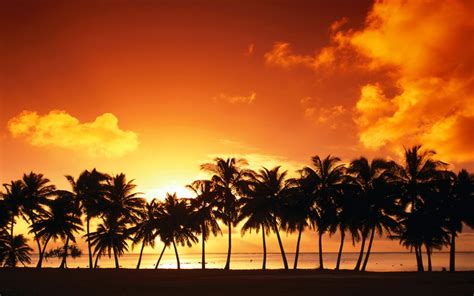 Palm Tree Sunset Wallpaper Landscape Nature Wallpapers In