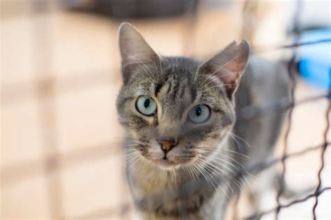 Learn all about munchkin breeders, adoption, health, grooming, and more. Los Angeles Permanently Bans the Sale of Non-Rescue Cats ...