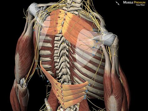Serratus posterior superior and inferior. Learn Muscle Anatomy: Serratus Posterior Superior and ...