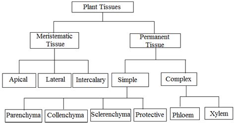 Maybe you would like to learn more about one of these? CLASSNOTES: Cbse Class 9 Biology Animal Tissues Notes