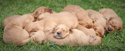 Quite A Pile Of Adorable Dark Red Golden Retriever Puppies Lovingly