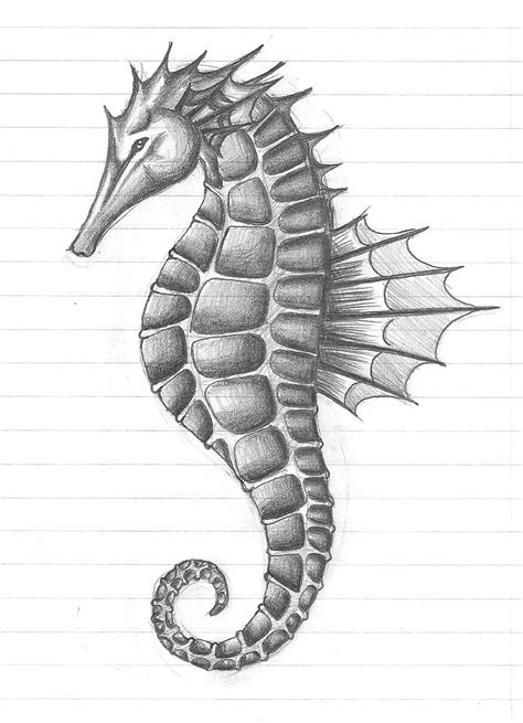 Realistic Detailed Seahorse Drawing