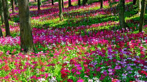 48 Flower Gardens Wallpaper On Wallpapersafari