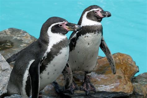 Pingwiny w śląskim ogrodzie zoologicznym. Pingwiny powracają do zoo w Chorzowie | Silesia Dzieci