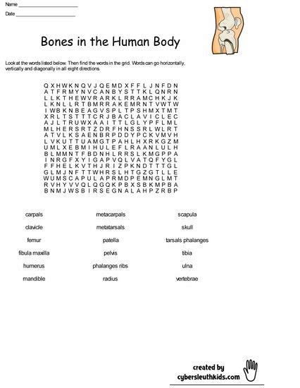 All the answers have something to do with the subject of anatomy and the human body. Wordsearch Puzzle bones_body (With images) | Human body ...