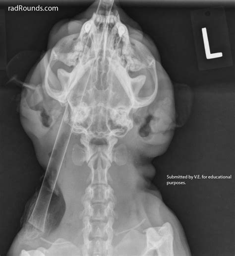Interesting Case Of Unfortunate Trauma To Kitten Veterinary Radiology
