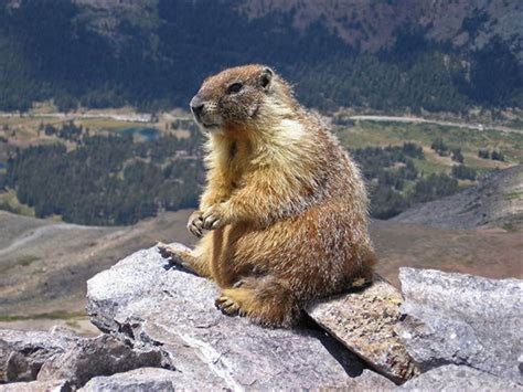 Marmot AKA Whistle Pig | Animals that hibernate, Marmot, Animals