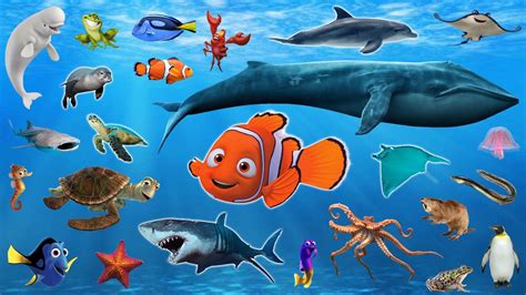 Sea Animals Wallpapers 51 Pictures