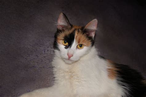 Muted Calico Cat Stock Photo Image Of Home Kitty Carpet 72218050