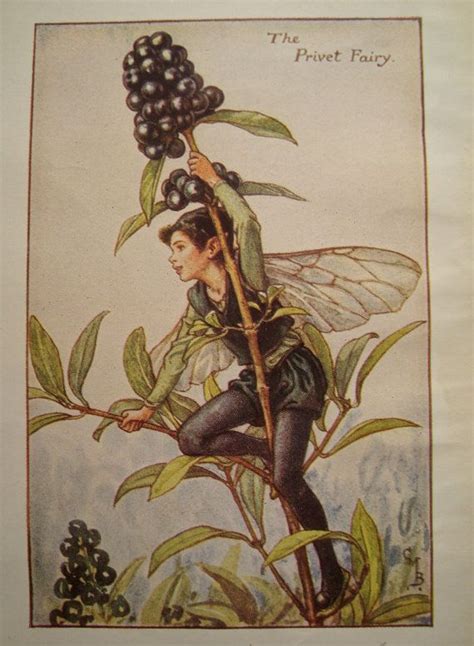 Pin Flower Fairies 1930s Yarrow Fairy Vintage Print Artist Cicely