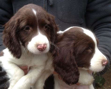 English toy spaniel is a very happy, quiet, and faithful dog. Lovely English Springer puppies | March, Cambridgeshire ...