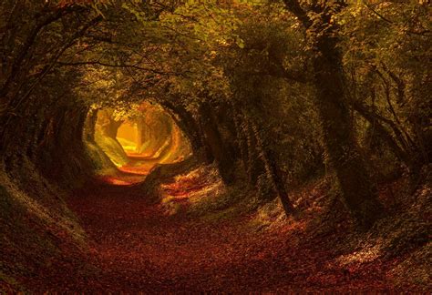 Tunnel Path In The Forest