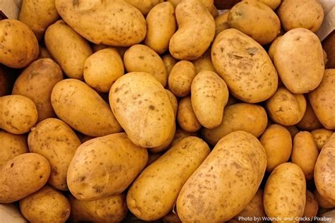 Interesting Facts About Potatoes Just Fun Facts