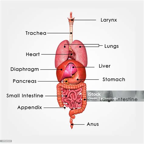 Menschliche Organe Stockfoto Und Mehr Bilder Von Anatomie Anatomie