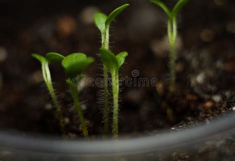 Potato Sprouts Sprout In A Home Greenhouse On Organic Soil Stock Image