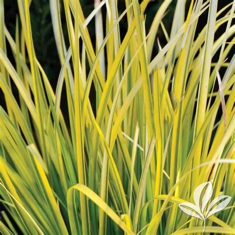 Acorus Acorus Gramineus Ogon Golden Variegated Japanese Sweet Flag