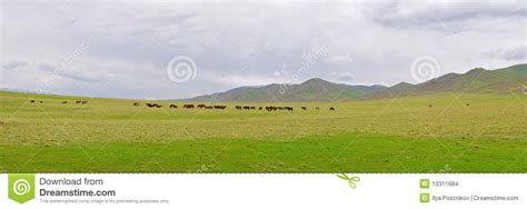 kazakh horse stock photo image  folk foal freedom